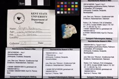 Foto (Objket + Etiketten) von Cracensigillatus gracilirostrus (Robins, Feldmann & Schweitzer, 2013)